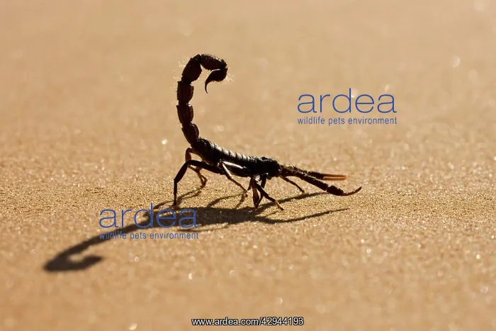 : Scorpion - Hunting on hot desert sands : Scorpion - Hunting on hot desert sands
