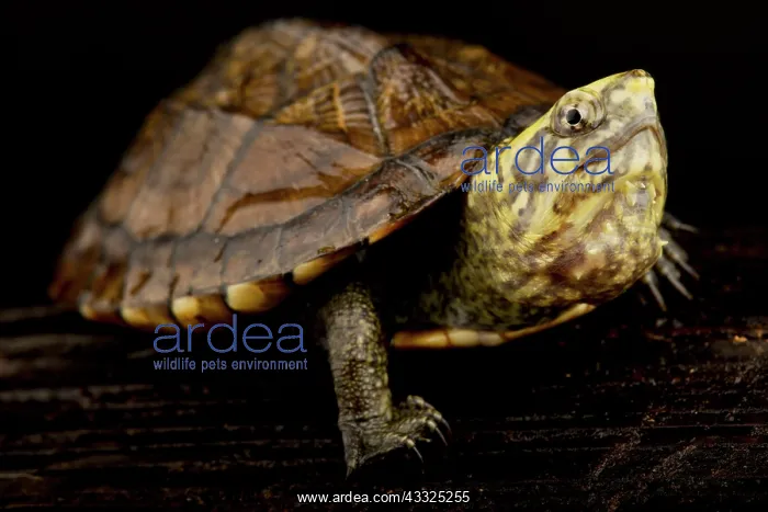 : Scorpion Mud Turtle (Kinosternon scorpioides sco : Scorpion Mud Turtle (Kinosternon scorpioides sco