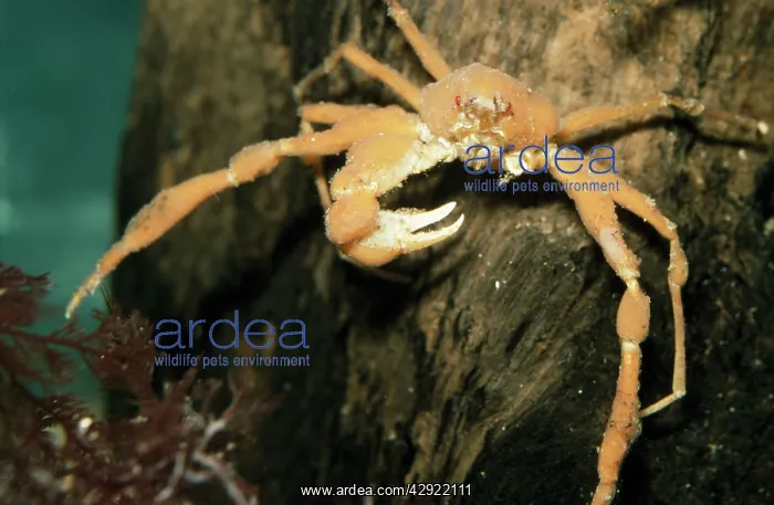  : Scorpion Spider Crab - missing a claw