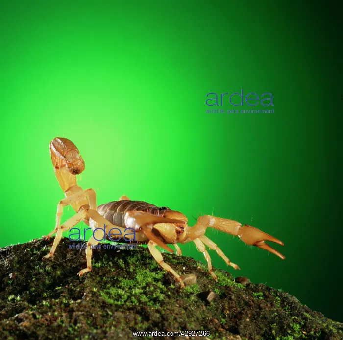  : Scorpion - tail raised