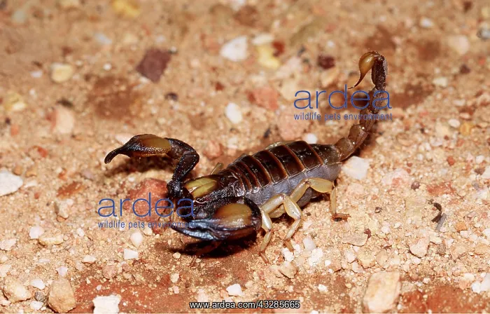 : SCORPION - tail raised : SCORPION - tail raised