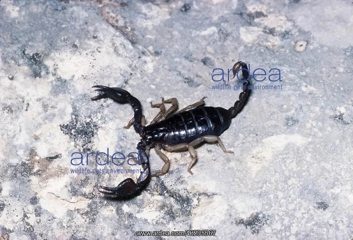 : SCORPION - with tail raised : SCORPION - with tail raised