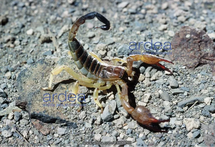 : SCORPION - in threat pose : SCORPION - in threat pose