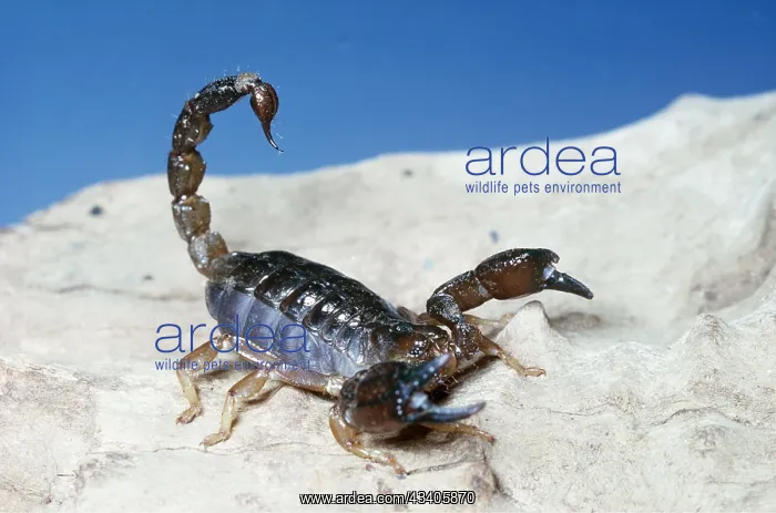 : SCORPION - in threat posture : SCORPION - in threat posture