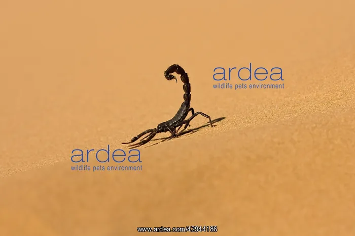 : Scorpion - Touring the dunes with tail raised : Scorpion - Touring the dunes with tail raised