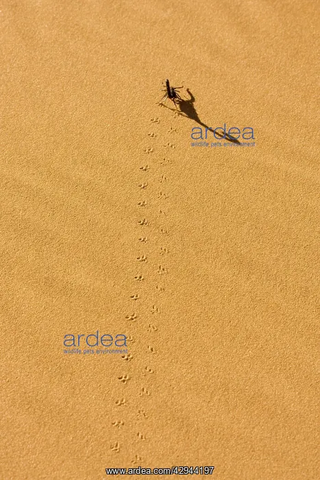 : Scorpion - Tracks on yellow dune sand leading to long shadow : Scorpion - Tracks on yellow dune sand leading to long shadow