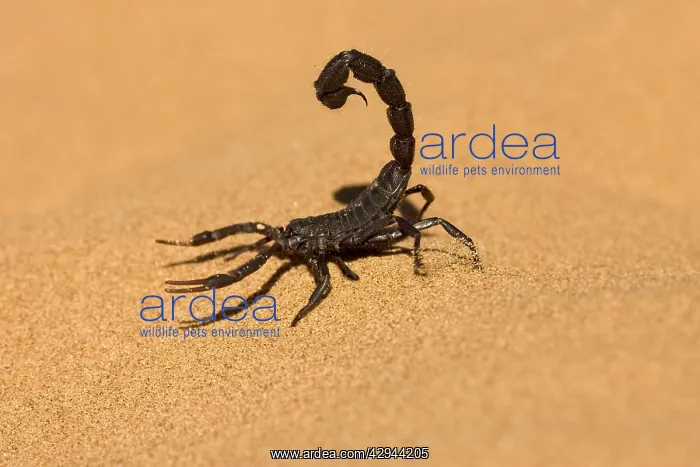 : Scorpion - Walking on dune sand with tail raised : Scorpion - Walking on dune sand with tail raised