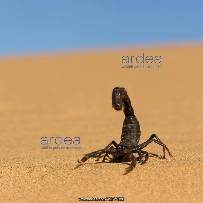  : Scorpion - Walking over rippled dune sand with