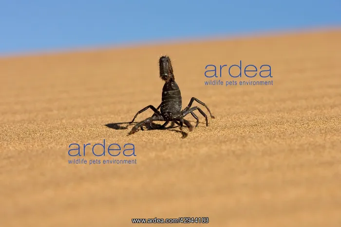 : Scorpion - Walking over rippled dune sand with : Scorpion - Walking over rippled dune sand with