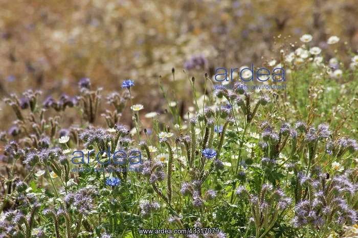 : Scorpion Weed, Phacelia tanacetifolia; along with : Scorpion Weed, Phacelia tanacetifolia; along with