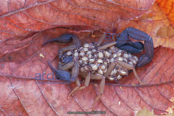 : Scorpion with young on back : Scorpion with young on back