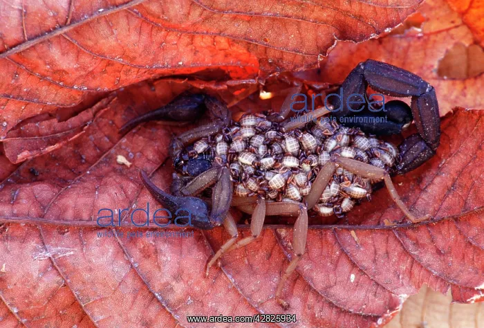 : Scorpion - With young on its back : Scorpion - With young on its back
