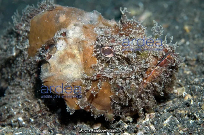 : Scorpionfish : Scorpionfish