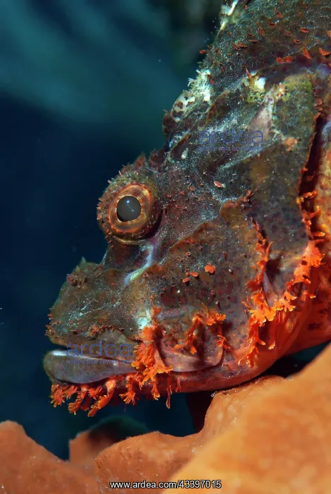 : Scorpionfish : Scorpionfish