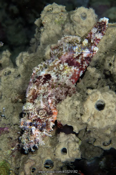: Scorpionfish - Bandara dive site, night dive, Weda : Scorpionfish - Bandara dive site, night dive, Weda