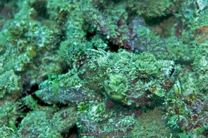 : Scorpionfish - well camouflaged : Scorpionfish - well camouflaged