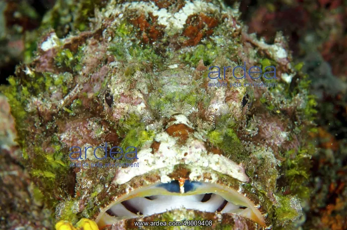 : Scorpionfish covered in growth and algae Waterfall : Scorpionfish covered in growth and algae Waterfall