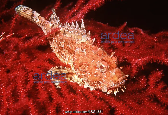 : SCORPIONFISH - RED BACKGROUND : SCORPIONFISH - RED BACKGROUND