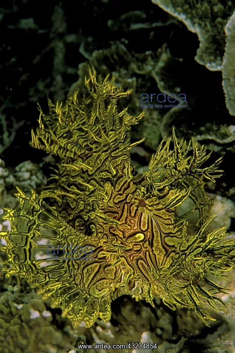 : Scorpionfish, or rhinopias aphanes : Scorpionfish, or rhinopias aphanes