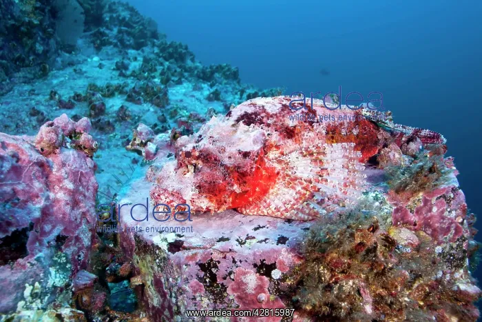 : Scorpionfish, Scorpaena mystes, Malpelo Island, National Par : Scorpionfish, Scorpaena mystes, Malpelo Island, National Par