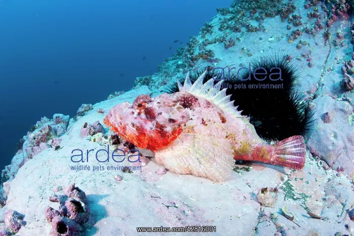 : Scorpionfish, Scorpaena mystes, Malpelo Island, National Par : Scorpionfish, Scorpaena mystes, Malpelo Island, National Par