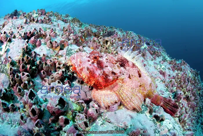 : Scorpionfish, Scorpaena mystes, Malpelo Island, National Par : Scorpionfish, Scorpaena mystes, Malpelo Island, National Par