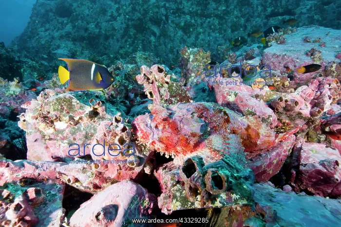 : Scorpionfish, Scorpaena mystes and King angelfish, Holacanth : Scorpionfish, Scorpaena mystes and King angelfish, Holacanth