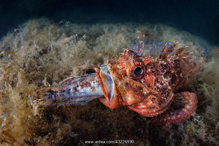 : Scorpionfish (Scorpaena sp.) swallowing fish prey : Scorpionfish (Scorpaena sp.) swallowing fish prey