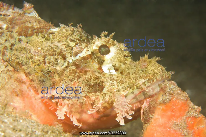 : scorpionfish Scorpaenopsis oxycephalus) : scorpionfish Scorpaenopsis oxycephalus)
