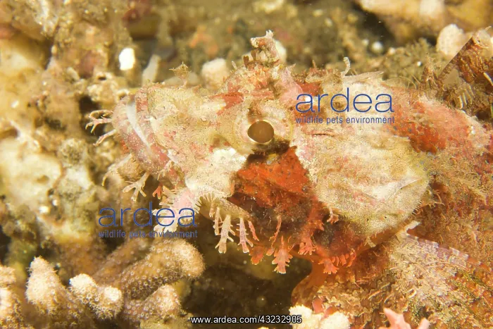 : scorpionfish Scorpaenopsis oxycephalus) : scorpionfish Scorpaenopsis oxycephalus)
