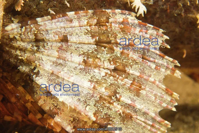 : scorpionfish Scorpaenopsis oxycephalus) : scorpionfish Scorpaenopsis oxycephalus)