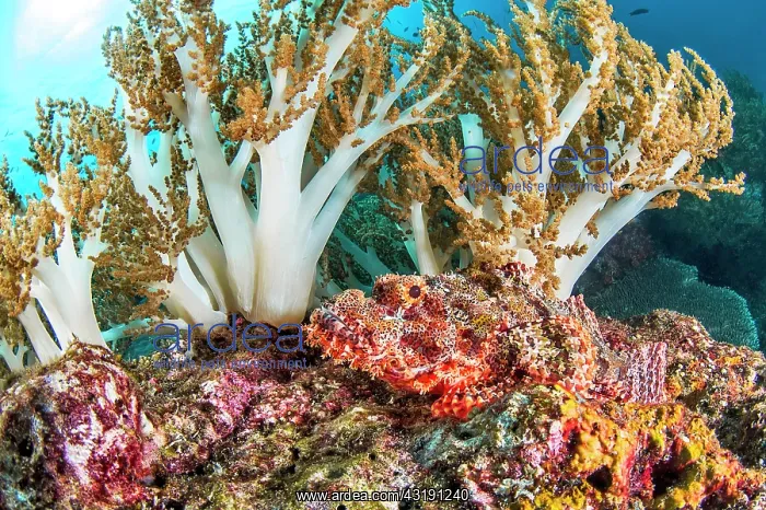 : Scorpionfish (Scorpaenopsis sp), Misool, Raja Ampat : Scorpionfish (Scorpaenopsis sp), Misool, Raja Ampat