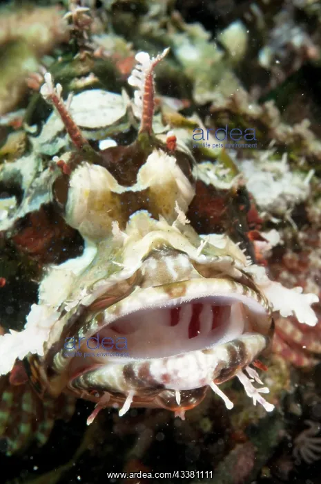 : Scorpionfish yawning : Scorpionfish yawning