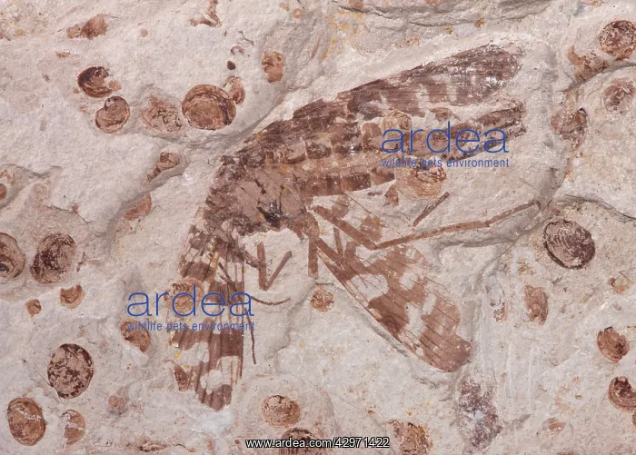 : Scorpionfly Fossil - Middle Jurassic : Scorpionfly Fossil - Middle Jurassic