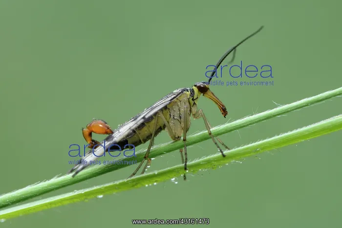 : Scorpionfly (Mecoptera) : Scorpionfly (Mecoptera)
