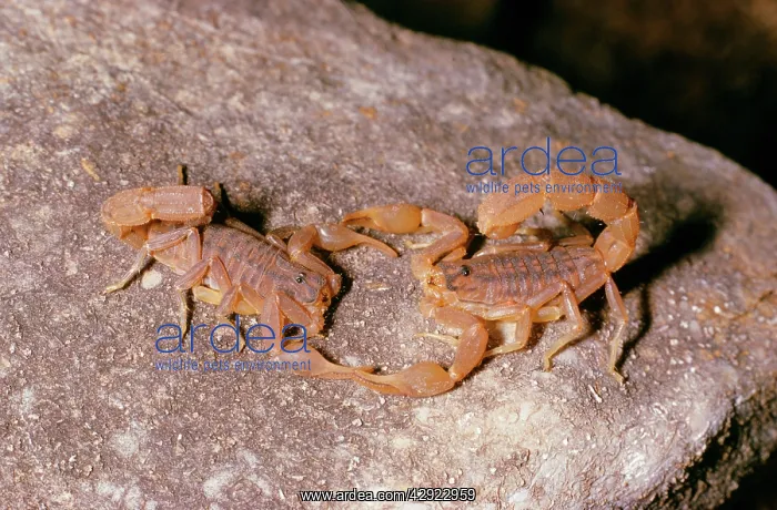  : Scorpions - mating dance