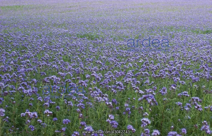 : ScorpionWeed : ScorpionWeed