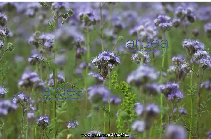 : ScorpionWeed : ScorpionWeed