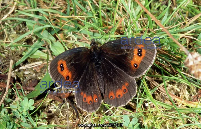 : Scotch Argus BUTTERFLY : Scotch Argus BUTTERFLY