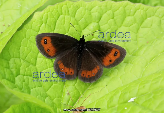  : Scotch Argus Butterfly basking on leaf Turkey