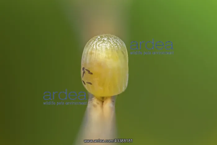 : Scotch Argus (Erebia aethiops) egg of butterfly : Scotch Argus (Erebia aethiops) egg of butterfly