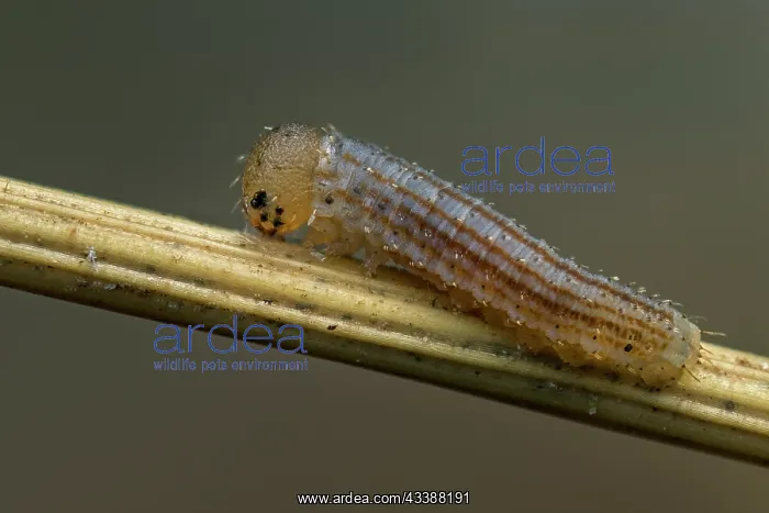 : Scotch Argus (Erebia aethiops) egg of butterfly : Scotch Argus (Erebia aethiops) egg of butterfly