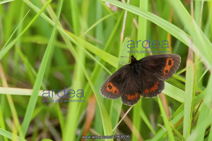 : Scotch Argus - upperside - resting on grass - introduced : Scotch Argus - upperside - resting on grass - introduced