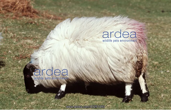 : Scotch Blackface SHEEP - Winter Fleece, showing : Scotch Blackface SHEEP - Winter Fleece, showing