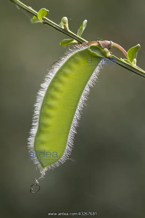 : Scotch Broom (Cytisus scoparius) pod, Eesveen : Scotch Broom (Cytisus scoparius) pod, Eesveen
