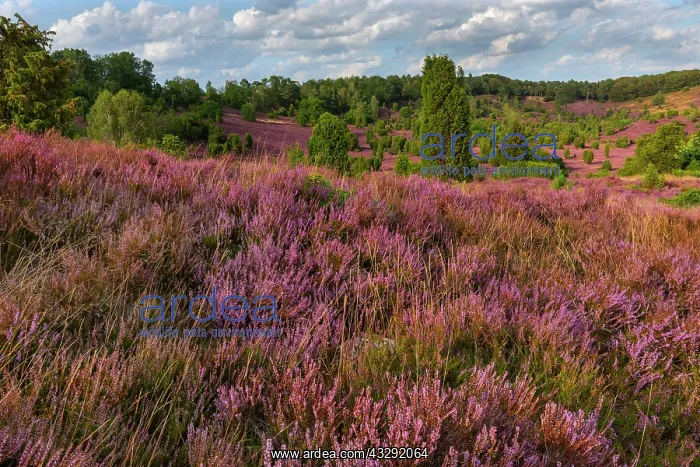  : Scotch heather - dense carpet of blooming Scotch heather at
