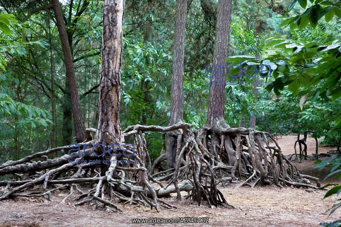 : Scotch Pine Tree - roots in sand with erosion : Scotch Pine Tree - roots in sand with erosion