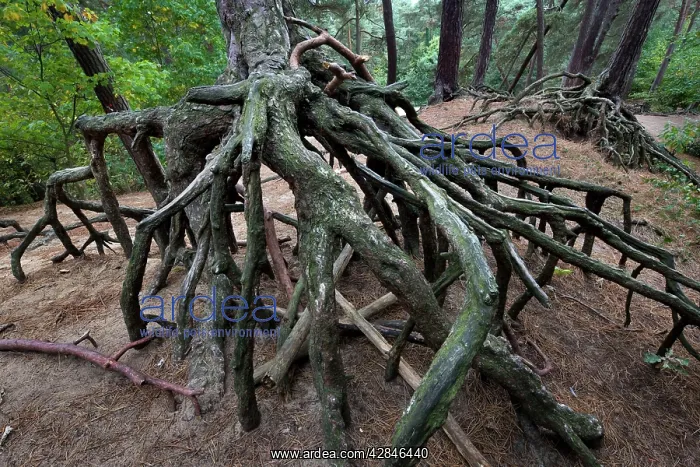 : Scotch Pine Tree - roots in sand with erosion : Scotch Pine Tree - roots in sand with erosion