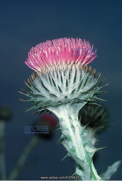 : SCOTCH THISTLE - Cotton Thistle : SCOTCH THISTLE - Cotton Thistle