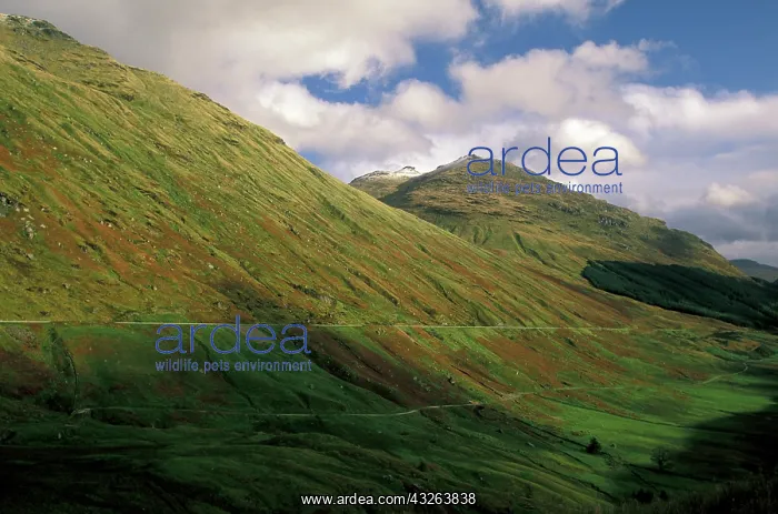 : Scotland, Aberdeen, Argyll, Tullich. Late : Scotland, Aberdeen, Argyll, Tullich. Late